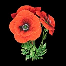 Beautiful Flower icon