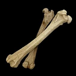 Bone icon