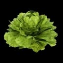 Lettuce icon